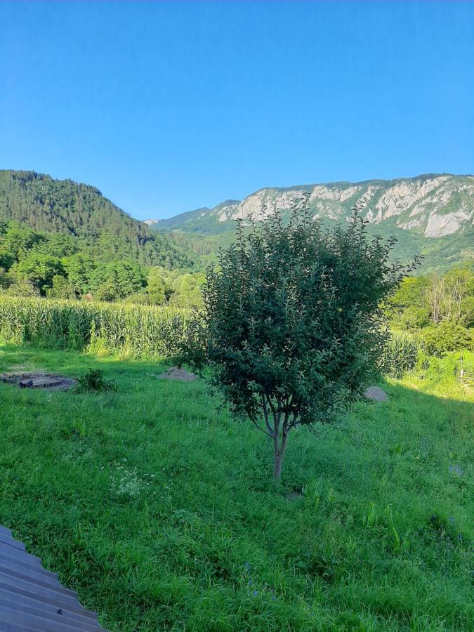 Pensiunea Codru Sălciua de Jos Esterno foto